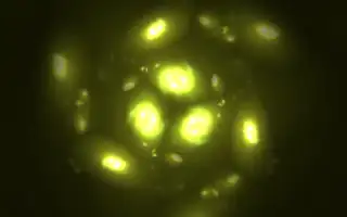 Fractal Drop preset